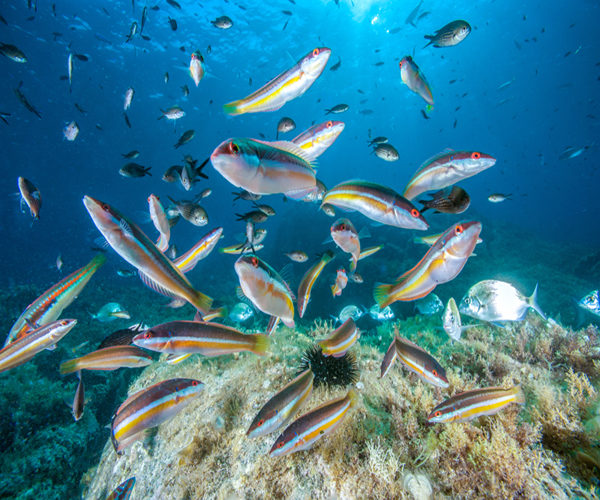 Aquarium-geant-poissons-mer-Bonifacio.jpg