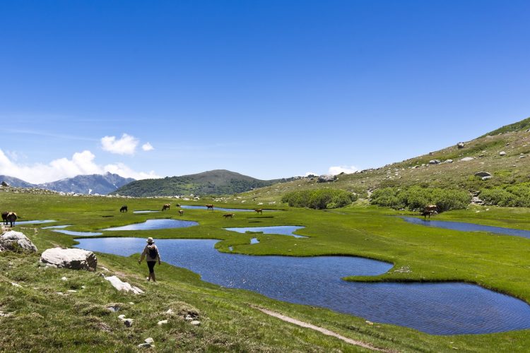 Coscione-plateau-Corsica-nature-sauvage-cochons-randonnée-paysage-animaux.jpg